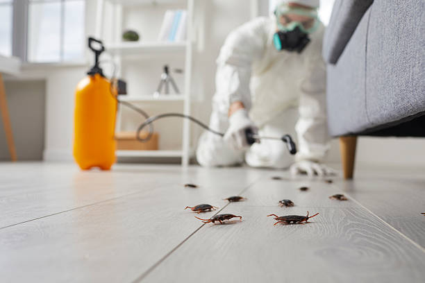Affordable Termite Control solutions in Indio, CA